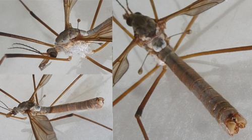 Tipula paludosa